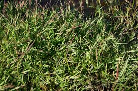 Image result for Coelachne