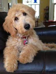 Other companies cut their essential oils with much cheaper carrier oils in order to sell them at a huge profit. 320 Dog My Rophie Rosie Sophie Everything For Dogs Ideas In 2021 Dogs Dog Care Pet Hacks