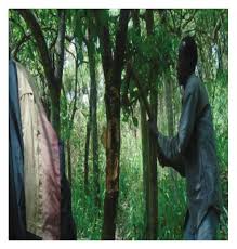 Image result for Hippocratea goetzei