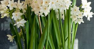 The Yellow Cape Cod Holiday Home Series Paperwhites Fragrant Flowers Flowers
