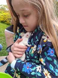 Christmas Preparations for Rats