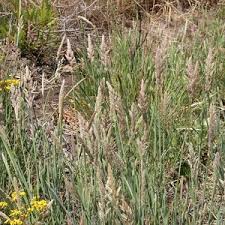 Image result for Polypogon