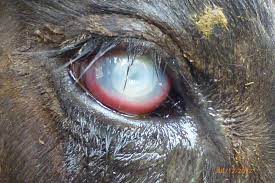 Infectious Keratoconjunctivitis In Animals Eye Diseases And Disorders Veterinary Manual