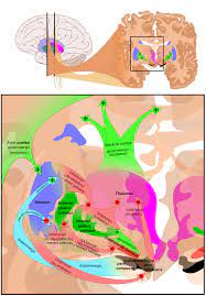 Check spelling or type a new query. Hyperkinesia Wikipedia