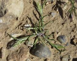 Image result for Centropodia