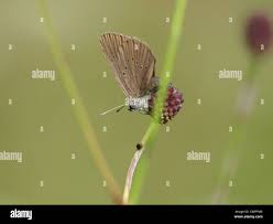 Image result for Satyrium orbiculare