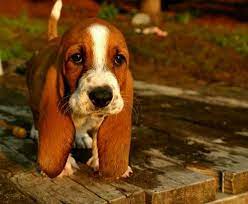 The basset hound is a wonderful hunting and companion breed and fits well in most family settings. Cute Basset Hound Puppies Petsidi