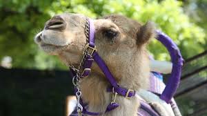 But first we need some information about the person. Zoo Knoxville S Beloved Camel Dies Affter Struggle With Cancer