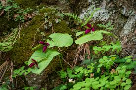 Image result for Ornithogalum flexuosum