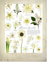 If you're not an expert or even someone who can name more than 3 types of flowers, you are not alone. Elegant White Flowers Names And Images Top Collection Of Different Types Of Flowers In The Images Hd