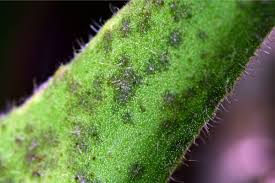 Image result for tomato seedling botrytis