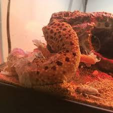 Her exhibitionist tendencies draw the interest of his musical clients and leads to visual fireworks. Under The Microscope Leopard Gecko Skin Office For Science And Society Mcgill University