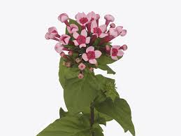 Image result for Bouvardia longiflora