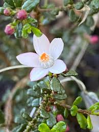 Image result for Fuerstia angustifolia