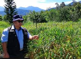 1.2 cara menanam halia bentong 1.4 2. Anim Agro Technology Halia Bentong Tinjauan Tenikal