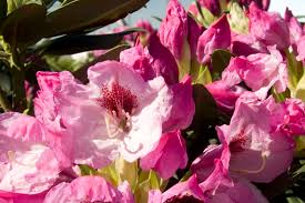 Image result for Rhododendron