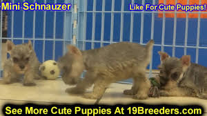 Illinois puppy breeders and illinois puppies for sale, k9stud has them all. Craigslist Illinois Dogs For Sale 07 2021