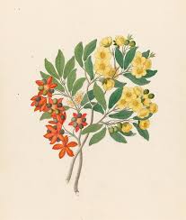 Image result for Ochna arborea
