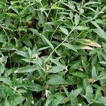 Image result for Oplismenus compositus