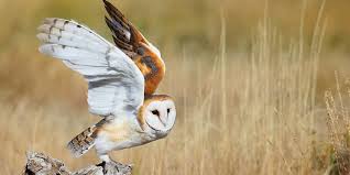If you see one barn owl don't worry. Bird Of The Week Barn Owl Kern Audubon Society