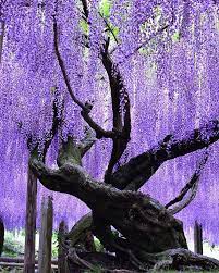 Kawachi Wisteria Garden Japan Spring Flower Purple Superb Views Travel Wisteria Tree Unique Trees Wisteria Garden