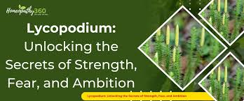 Image result for Lycopodium