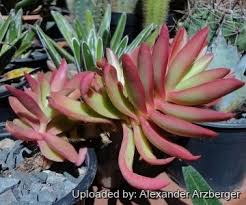 Image result for Crassula rhodesica
