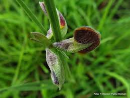 Image result for Argyrolobium rupestre