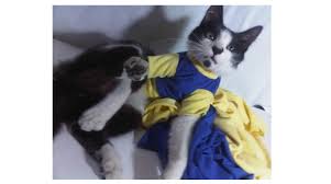 Como Hacer Ropa Para Perros O Gatos Compartir Mas Tiempo Con Tu Mascota