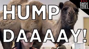 Chances are you've seen the insurance commercial starring a camel. Geico Hump Day Twerk Mix Capitol Trill Youtube