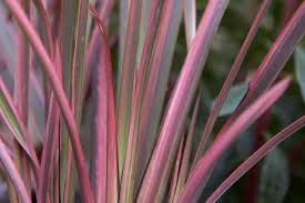 Image result for Phormiaceae