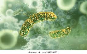 Image result for Intracellular Bacteria