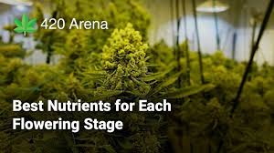 Maybe you would like to learn more about one of these? The Best Nutrients For Each Flowering Stage 420 Arena