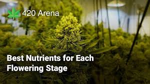 You will need to pay close attention to your plants to know when to switch to flowering fertilizer at the beginning of the flowering stage. The Best Nutrients For Each Flowering Stage 420 Arena