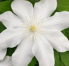 Clematis 'madame le coultre' is een heel populaire cultivar. Clematis Madame Le Coultre Brushwood Nursery Clematis Specialists