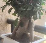 Ficus cyathistipula and microcarpa varieties