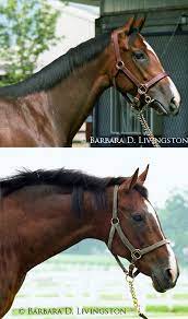 Twilight Ridge As A Yearling And 20 Years Later Horse Racing Results Horses Horse Racing