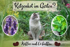 Ist deine katze von flöhen befallen, dann solltest du schnell handeln. Katzenkot Im Garten Was Tun Kaffee Co