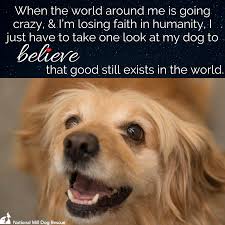 Believe That Good Still Exists In The World In 2020 Losing Faith In Humanity Dog Poster Rescue Dogs