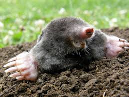 Mehr als einen erdlochbohrer braucht es nicht, um ein gekühltes nest für bierflaschen jeglicher größe und sorte im kühlen erdreich zu versenken. Maulwurf Im Garten So Lasst Er Sich Vertreiben Bauen De