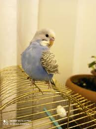 muhabbet kusu dunyasi innlegg facebook