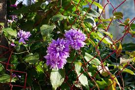 We did not find results for: Top 5 Fast Growing Flowering Climbing Vines For Your Garden Florgeous