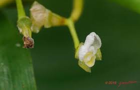 Image result for Marantochloa leucantha