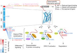 Intrinsically disordered proteins play diverse roles in cell signaling |  Cell Communication and Signaling | Full Text