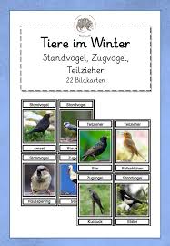 Vogel Im Winter Bildkarten Mit Fotos Namen Und Strategie Unterrichtsmaterial In Den Fachern Fachubergreifendes Sachunterricht In 2020 Bildkarten Vogel Im Winter Bilder