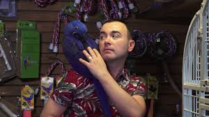 Parrots For The Price Of A Car At Exotic Bird Store In Virginia Youtube