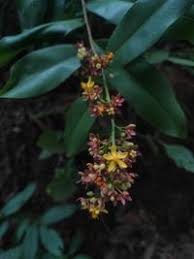 Image result for Gomphia