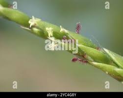 Image result for Eriochloa procera