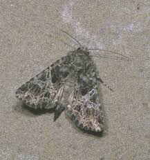 Image result for Hadena irregularis