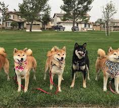 Shiba inu (shib) | binance research. 5 Shiba Inu Littermates And Their Sire Dominate Breed Fastcat Rankings